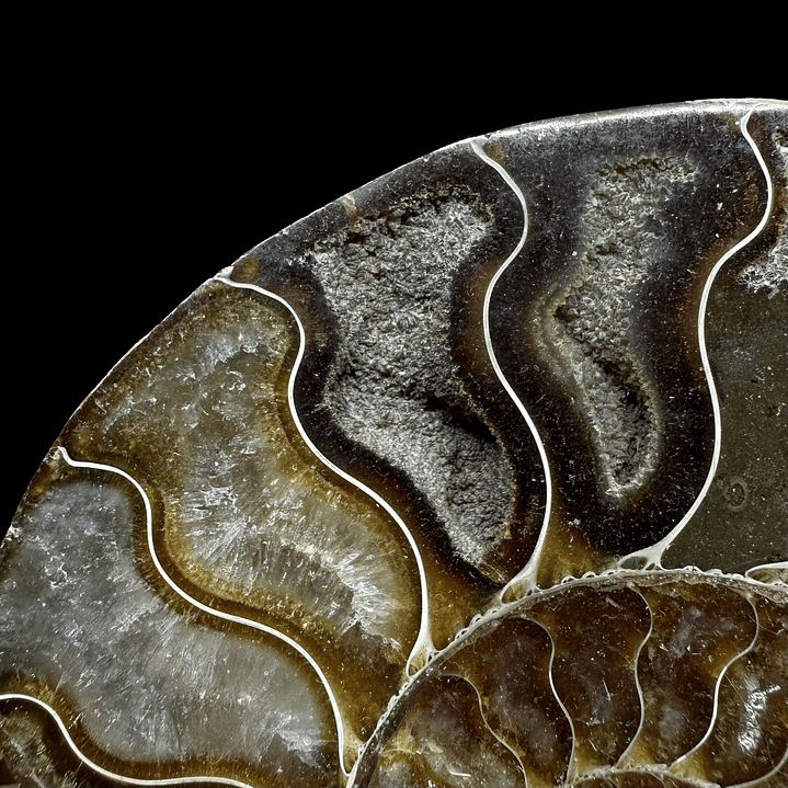 Fósil de Ammonite XL #11 3