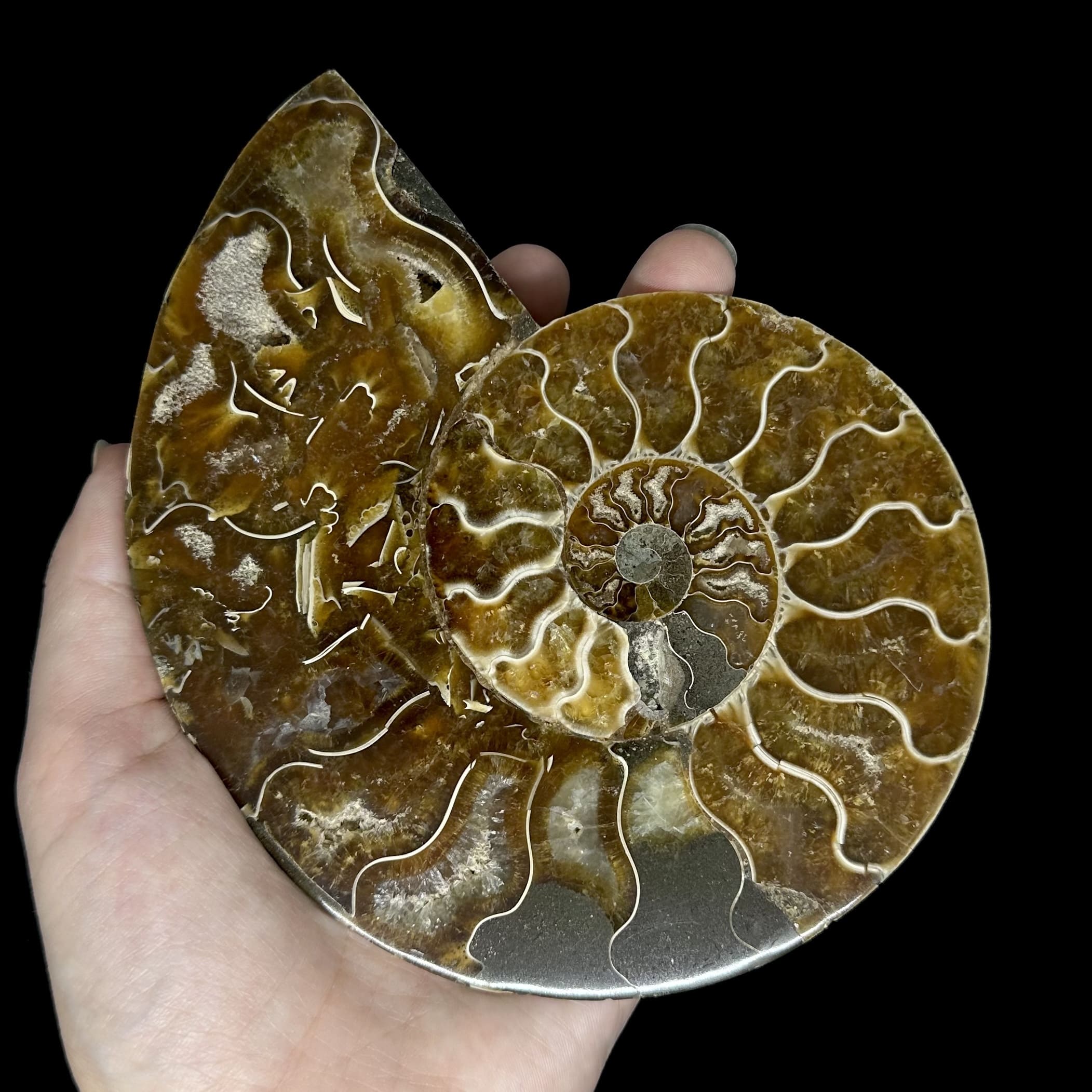 Fósil de Ammonite XL #12