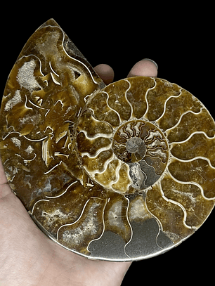 Fósil de Ammonite XL #12