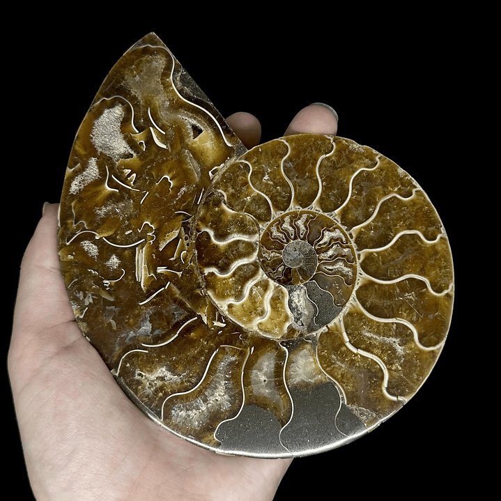 Fósil de Ammonite XL #12 1