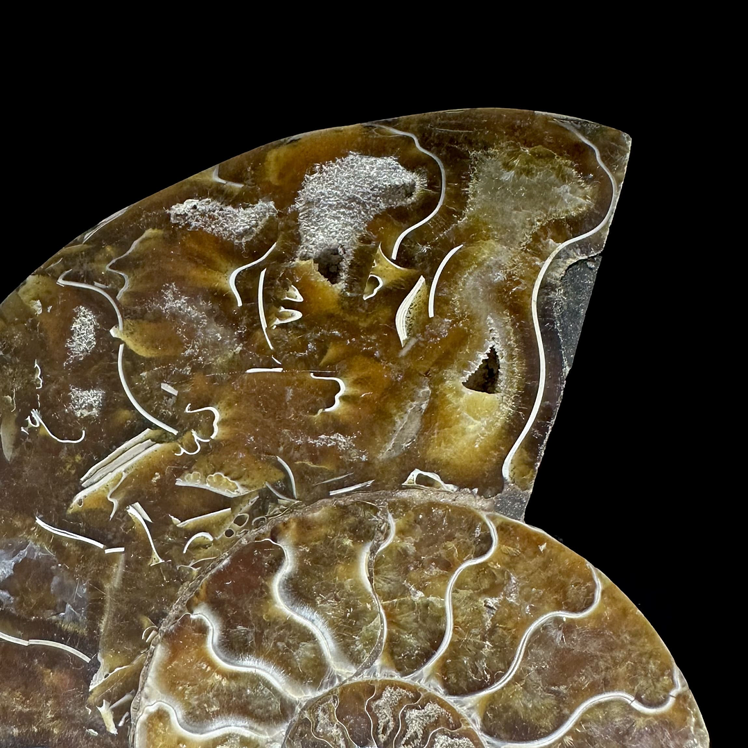 Fósil de Ammonite XL #12 2