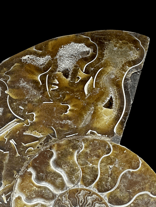 Fósil de Ammonite XL #12