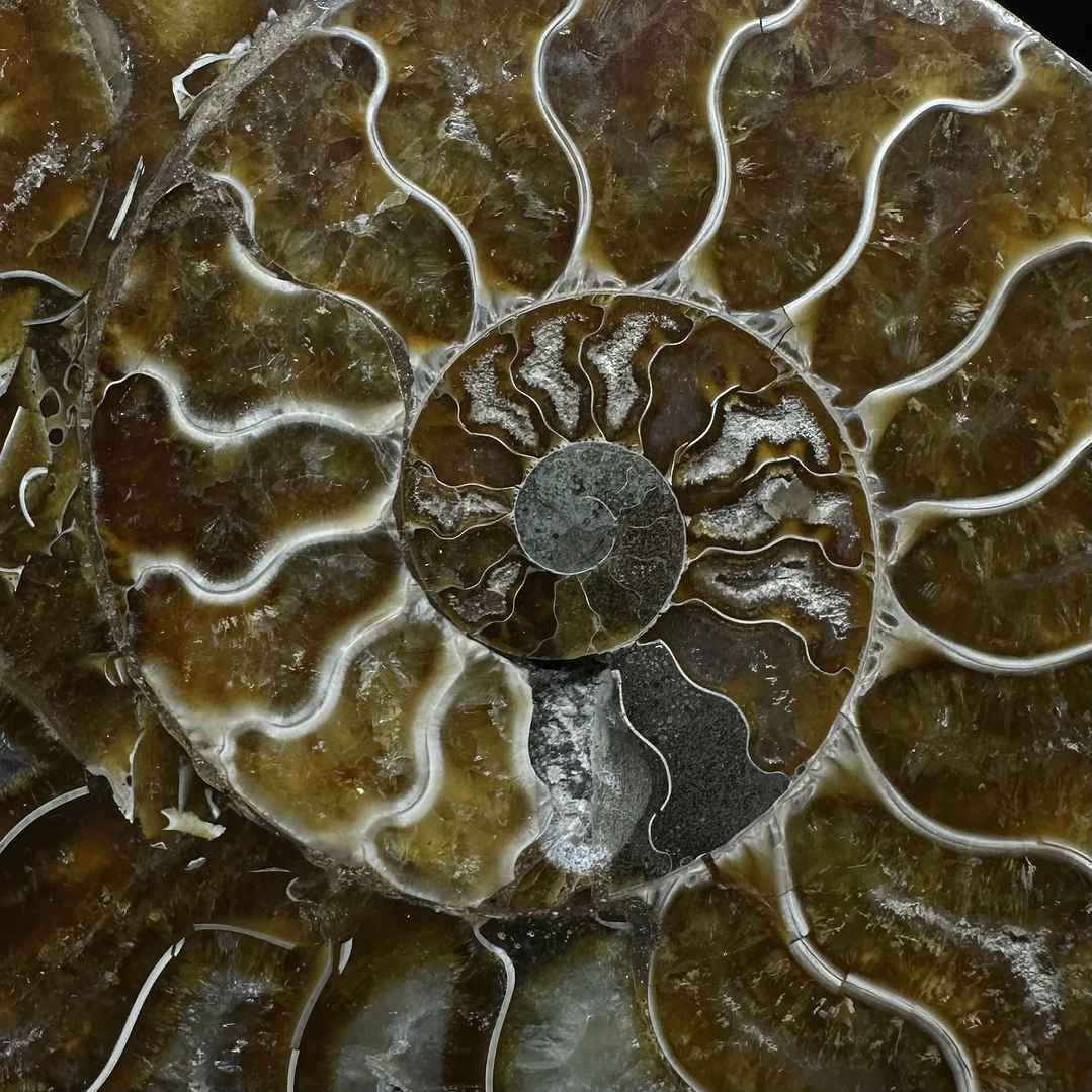 Fósil de Ammonite XL #12 3