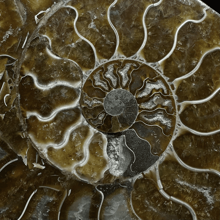 Fósil de Ammonite XL #12 3