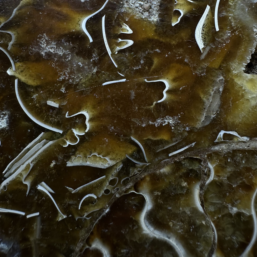 Fósil de Ammonite XL #12 4