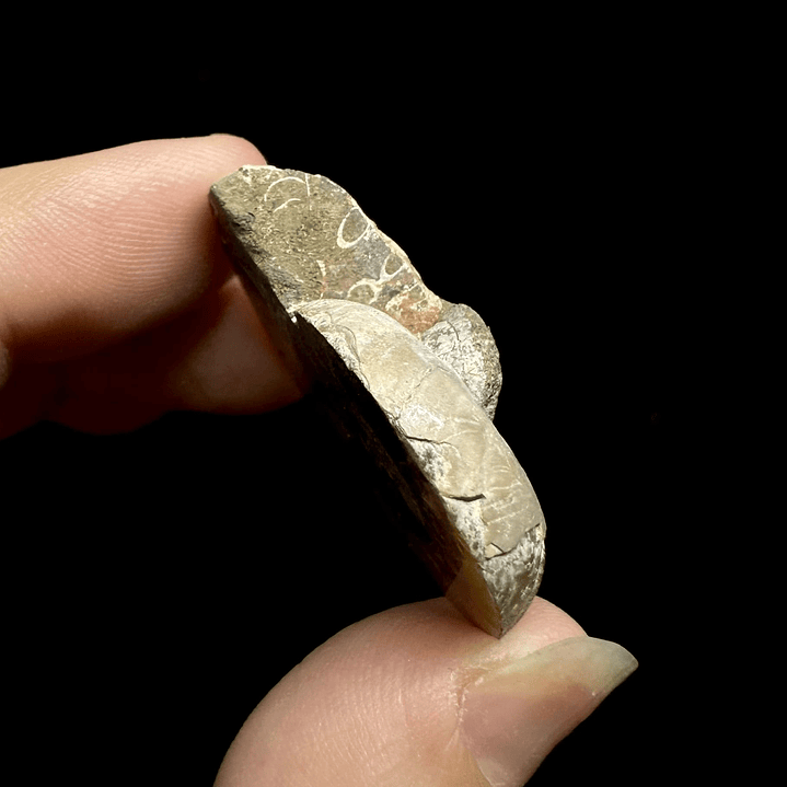 Fósil de Ammonite opalescente #26 5