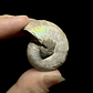 Fósil de Ammonite opalescente #26 - Miniatura 3