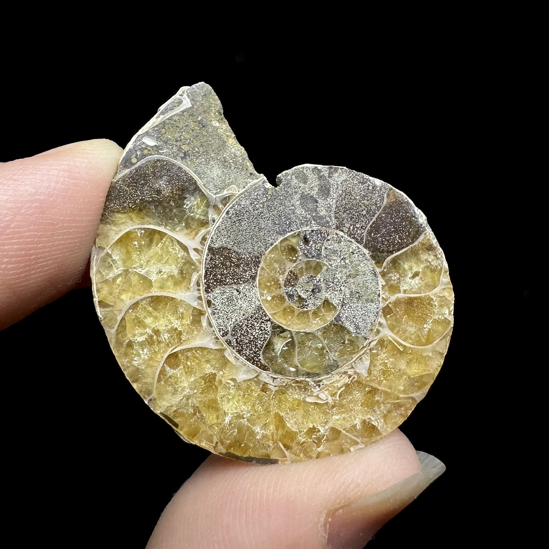 Fósil de Ammonite opalescente #26 2