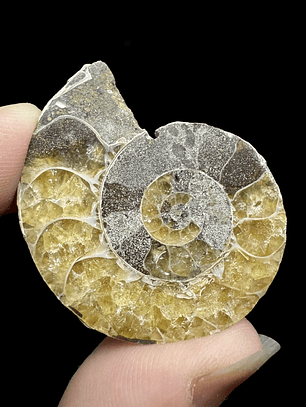 Fósil de Ammonite opalescente #26