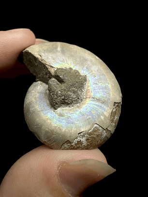 Fósil de Ammonite opalescente #26