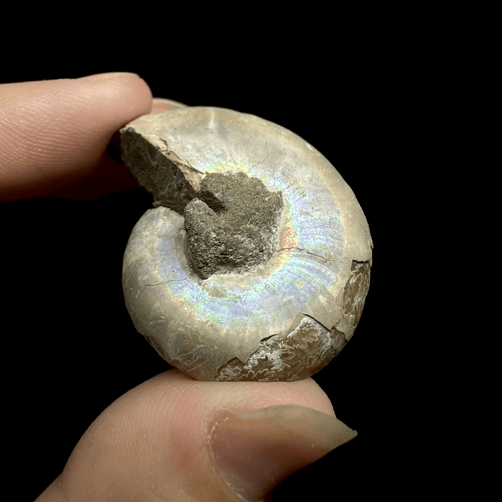 Fósil de Ammonite opalescente #26 1