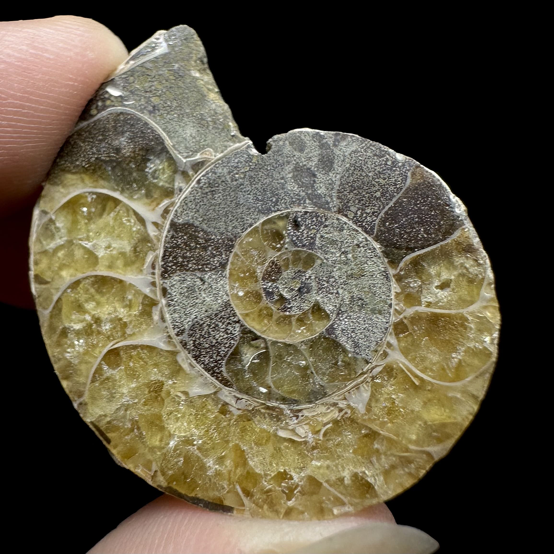 Fósil de Ammonite opalescente #26 4