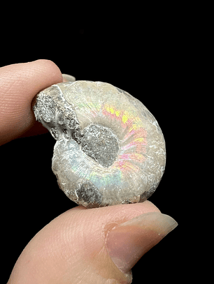 Fósil de Ammonite opalescente #27