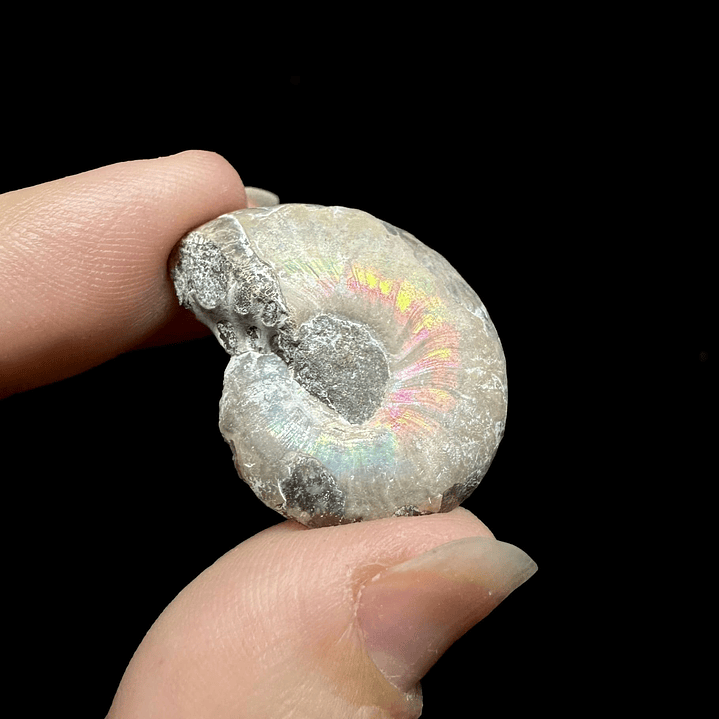 Fósil de Ammonite opalescente #27 1
