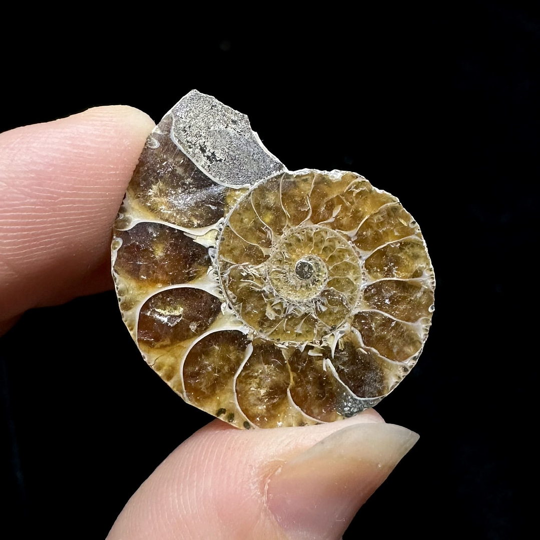 Fósil de Ammonite opalescente #27 2