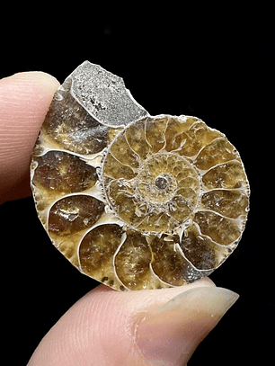 Fósil de Ammonite opalescente #27