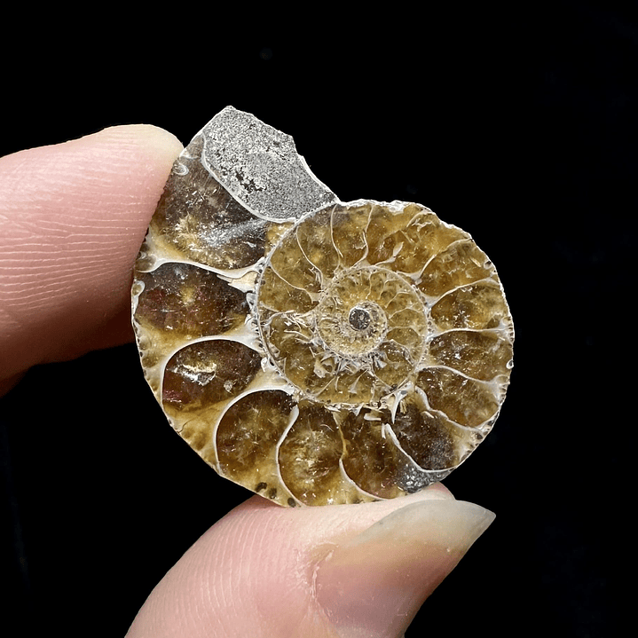 Fósil de Ammonite opalescente #27 2