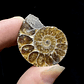Fósil de Ammonite opalescente #27 - Miniatura 2