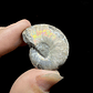 Fósil de Ammonite opalescente #27 - Miniatura 3