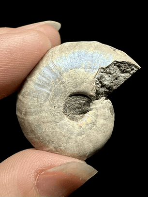 Fósil de Ammonite opalescente #28