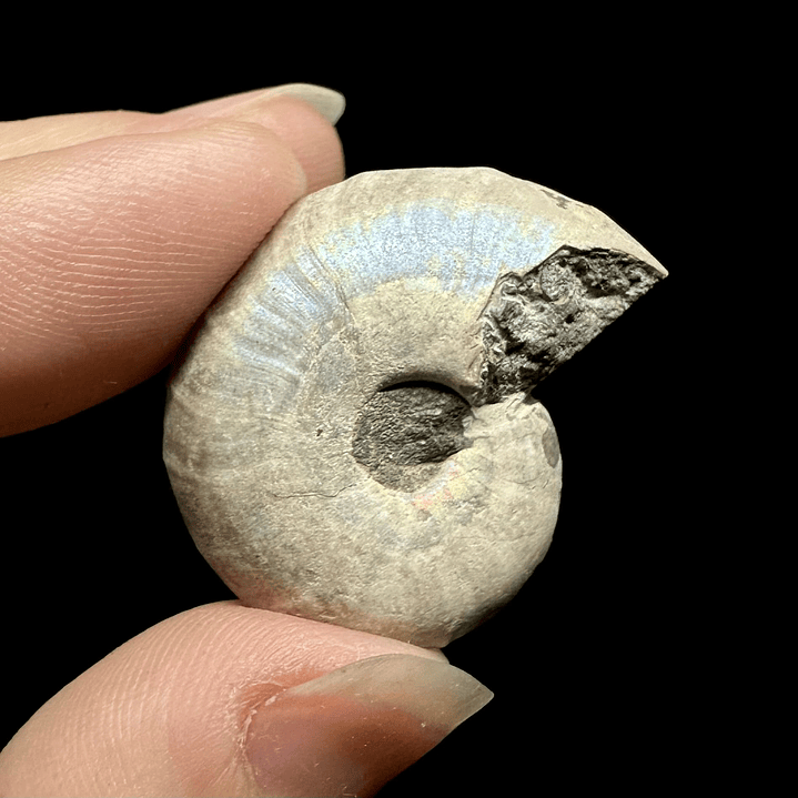 Fósil de Ammonite opalescente #28 1