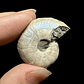Fósil de Ammonite opalescente #28 - Miniatura 1