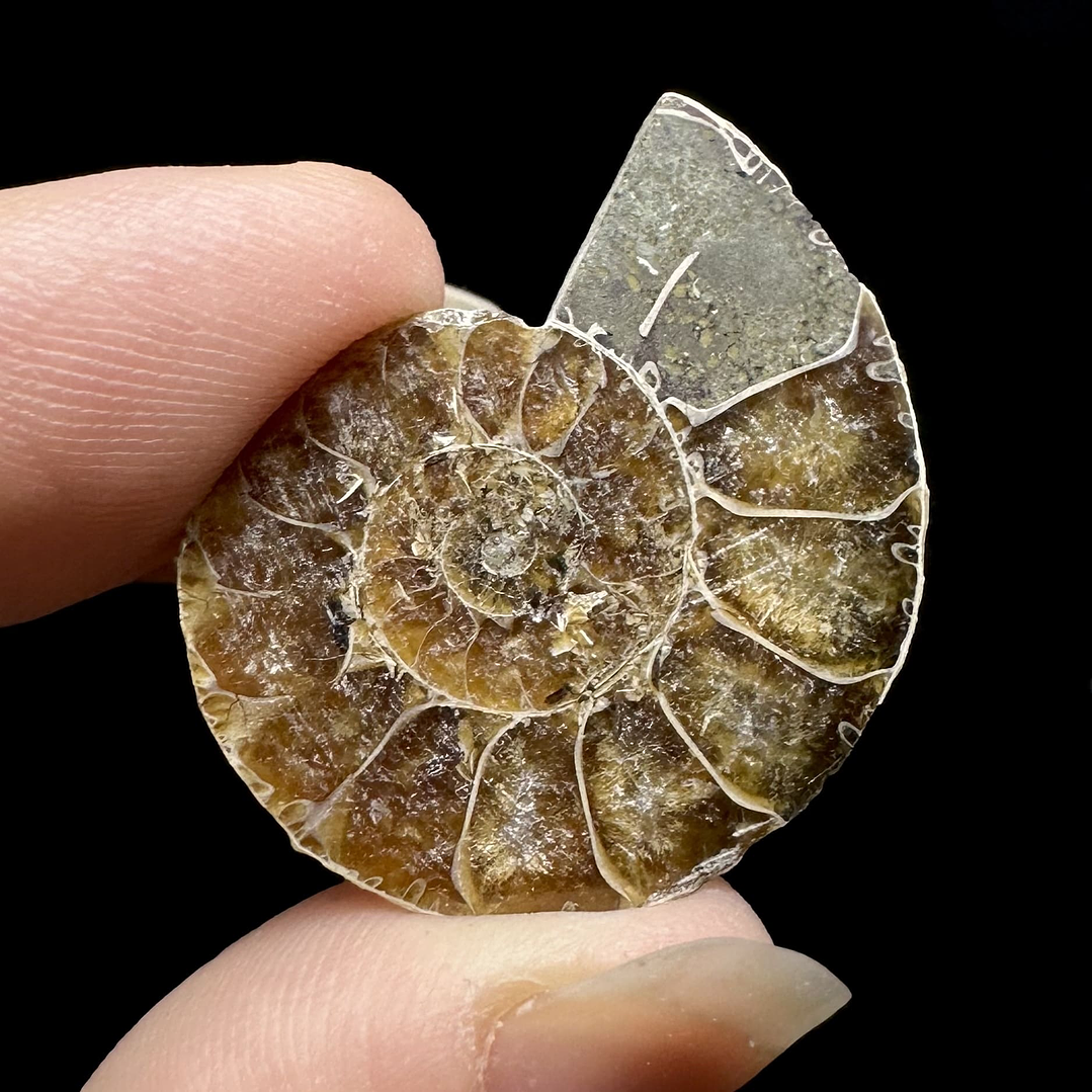 Fósil de Ammonite opalescente #28 2