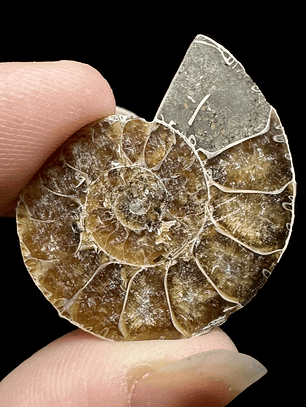 Fósil de Ammonite opalescente #28