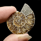 Fósil de Ammonite opalescente #28 - Miniatura 2