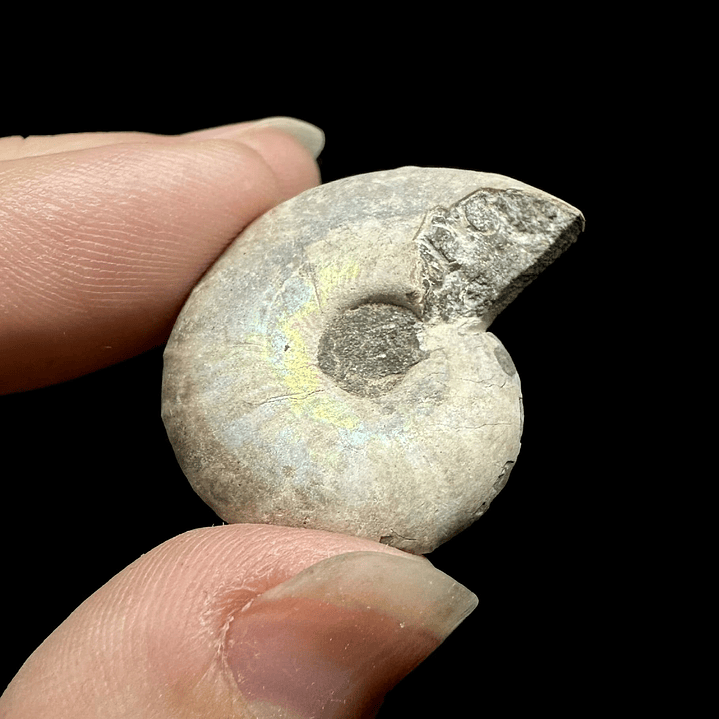 Fósil de Ammonite opalescente #28 3
