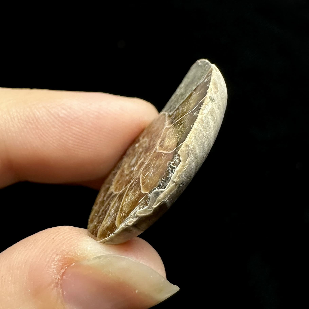 Fósil de Ammonite opalescente #28 4