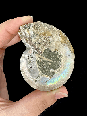 Par Fósiles de Ammonite opalescente #21