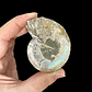 Par Fósiles de Ammonite opalescente #21 - Miniatura 2