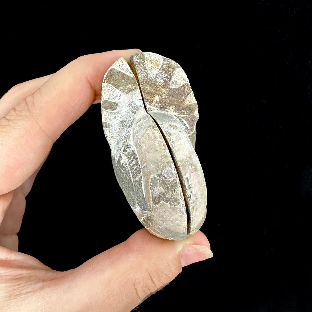 Par Fósiles de Ammonite opalescente #21 3