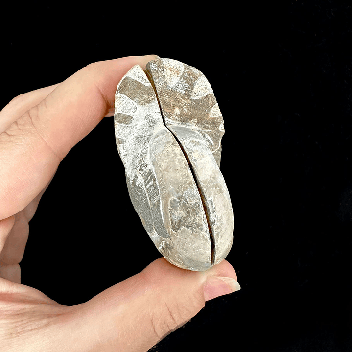 Par Fósiles de Ammonite opalescente #21 3