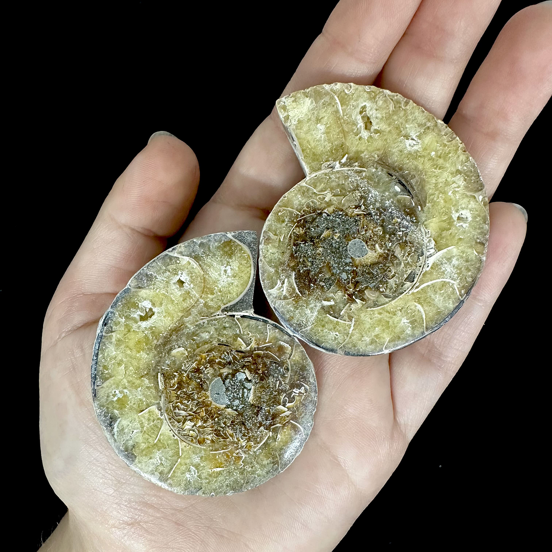 Par Fósiles de Ammonite opalescente #21 1