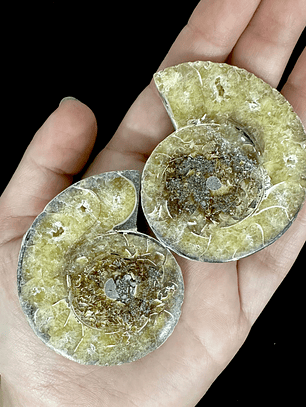 Par Fósiles de Ammonite opalescente #21