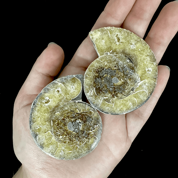 Par Fósiles de Ammonite opalescente #21 1