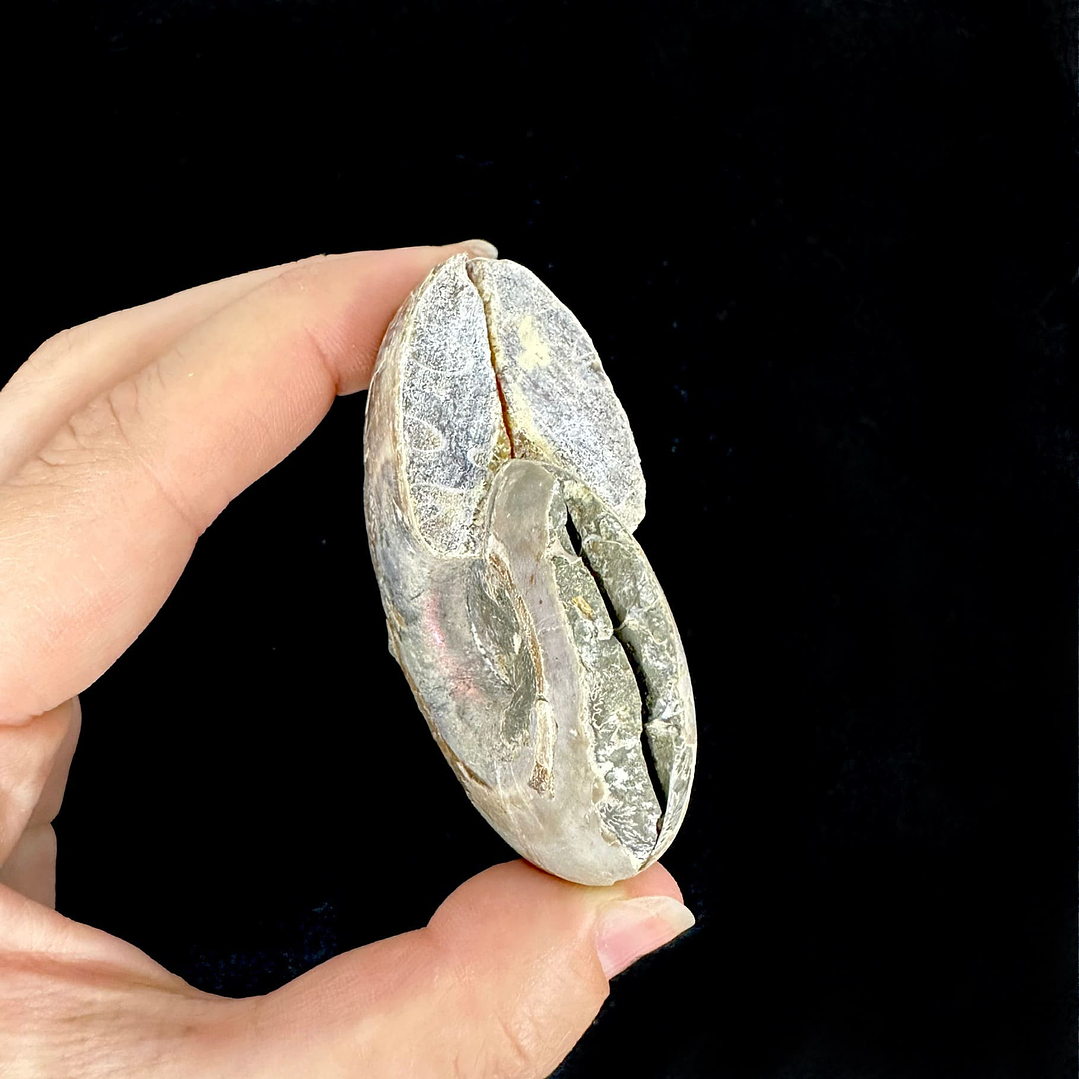 Par Fósiles de Ammonite opalescente #22 3