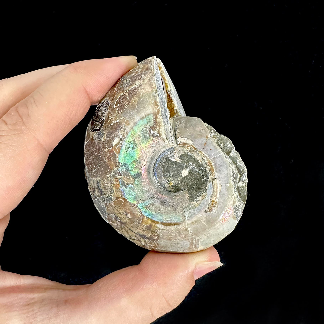 Par Fósiles de Ammonite opalescente #22 2