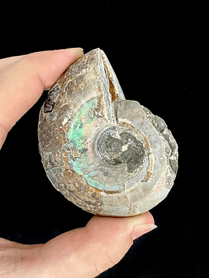 Par Fósiles de Ammonite opalescente #22