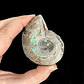 Par Fósiles de Ammonite opalescente #22 - Miniatura 2