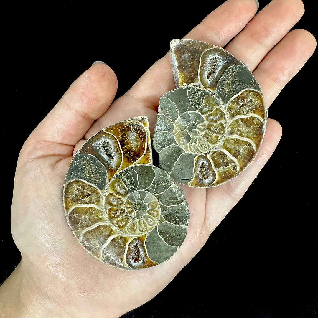 Par Fósiles de Ammonite opalescente #22 1