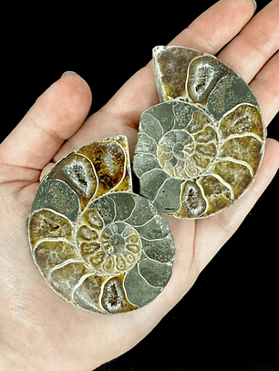 Par Fósiles de Ammonite opalescente #22