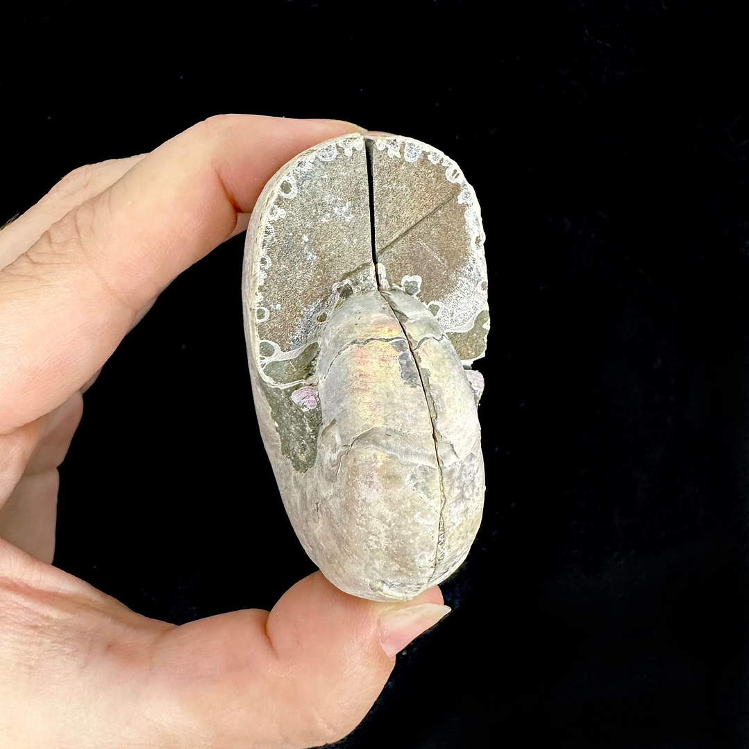 Par Fósiles de Ammonite opalescente #23 3