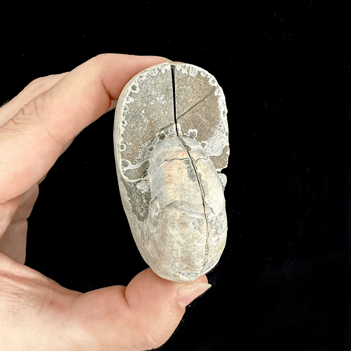 Par Fósiles de Ammonite opalescente #23 3