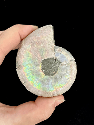 Par Fósiles de Ammonite opalescente #23
