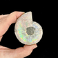 Par Fósiles de Ammonite opalescente #23 - Miniatura 2
