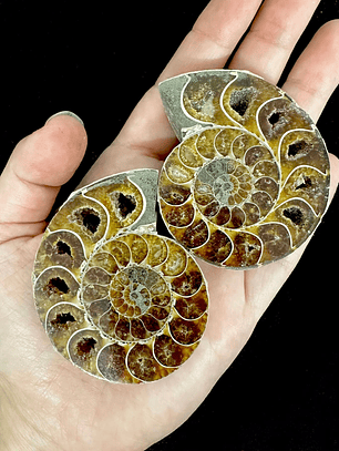 Par Fósiles de Ammonite opalescente #23