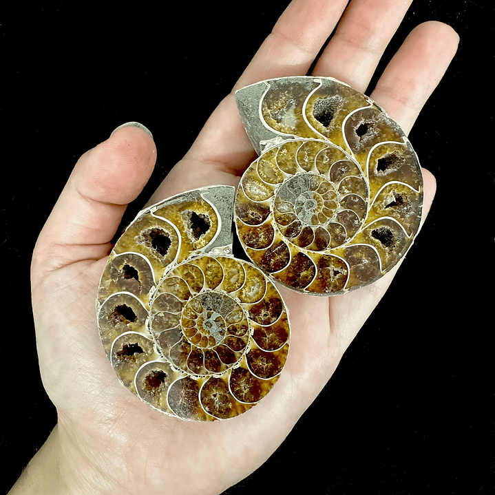 Par Fósiles de Ammonite opalescente #23 1